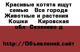 Красивые котята ищут семью - Все города Животные и растения » Кошки   . Кировская обл.,Сезенево д.